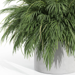 Plants collection 997