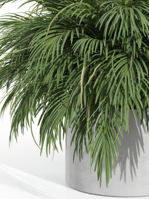 plants-collection-997-3d-model-4e9988dffc