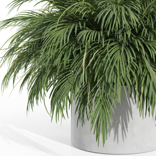 Plants collection 997