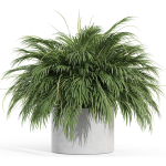 Plants collection 997