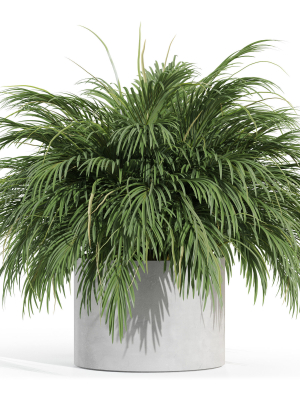 Plants collection 997