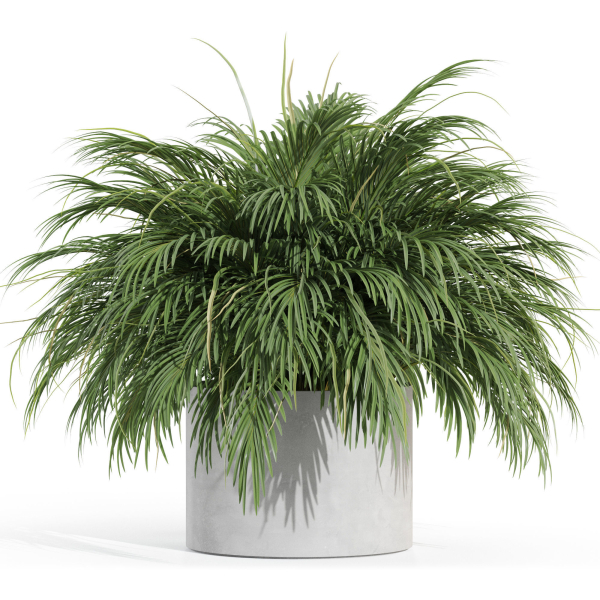 Plants collection 997