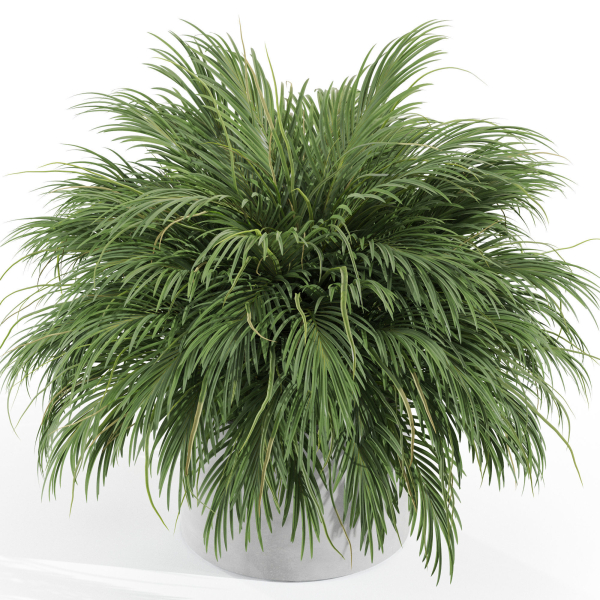 Plants collection 997