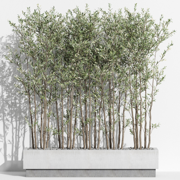 Plants collection 998