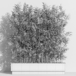 Plants collection 999