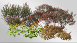 Plants Collection-Vol 01