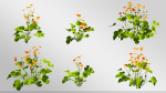 Plants Collection-Vol 01
