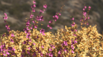 Plants Collection-Vol 01