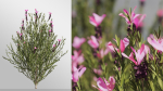 Plants Collection-Vol 01