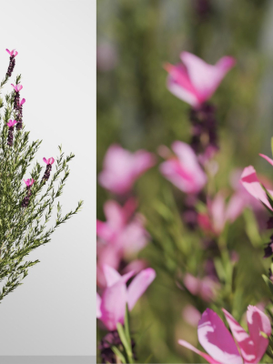 plants-collection-vol-01-3d-model-8630a7b750
