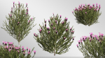 Plants Collection-Vol 01