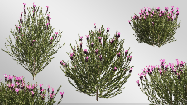 Plants Collection-Vol 01