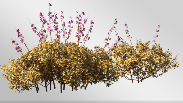Plants Collection-Vol 01