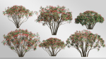 Plants Collection-Vol 01