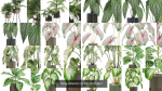 Plants collection vol 04