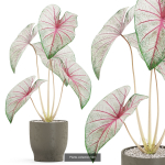 Plants collection vol 04