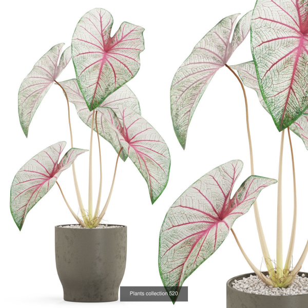 Plants collection vol 04
