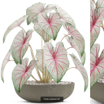 Plants collection vol 04