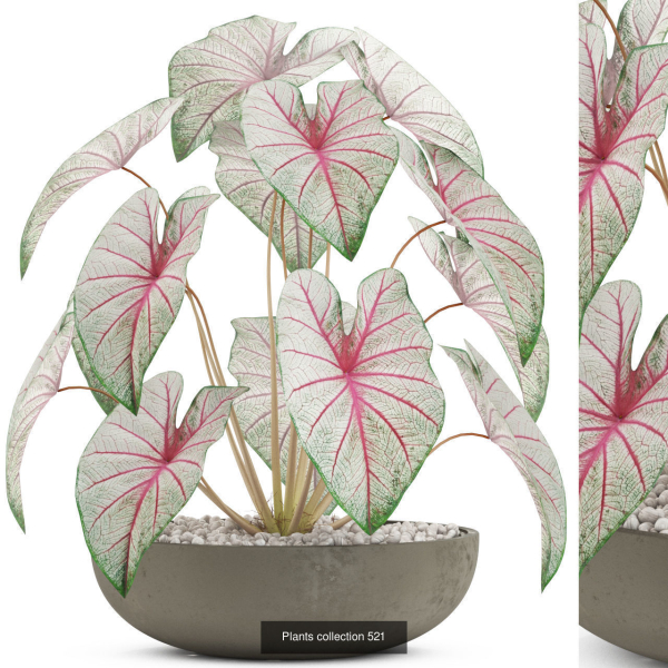 Plants collection vol 04
