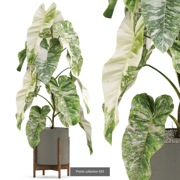 Plants collection vol 04