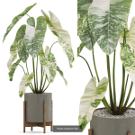 Plants collection vol 04