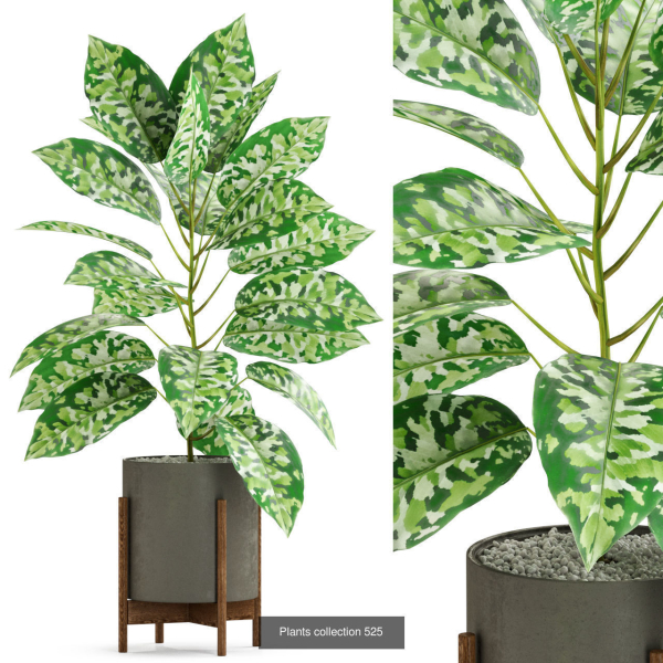 Plants collection vol 04