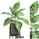 Plants collection vol 04