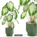 Plants collection vol 04