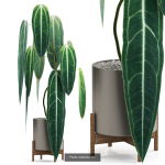 Plants collection vol 04