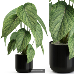 Plants collection vol 04