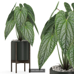 Plants collection vol 04
