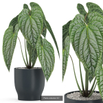 Plants collection vol 04