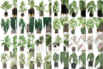 Plants collection vol 04