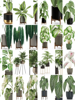 Plants collection vol 04
