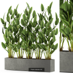Plants collection vol 06