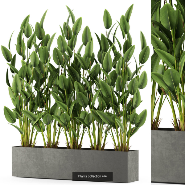 Plants collection vol 06