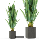 Plants collection vol 06