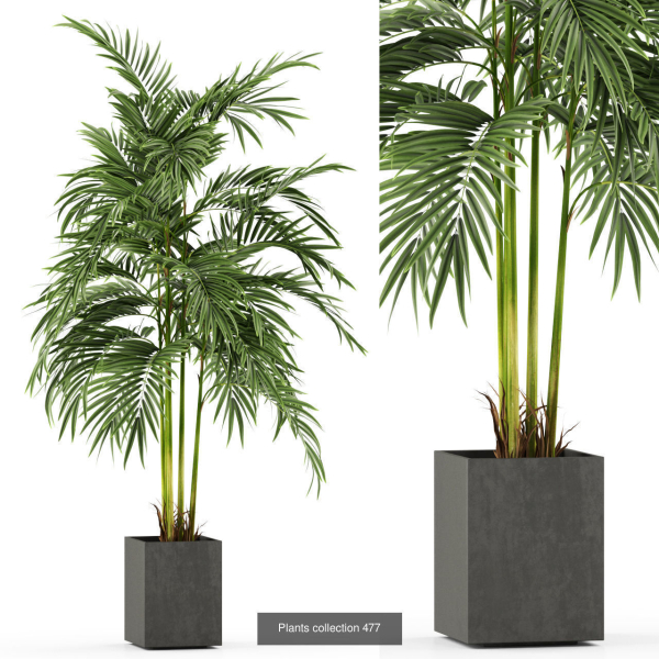 Plants collection vol 06