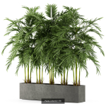 Plants collection vol 06