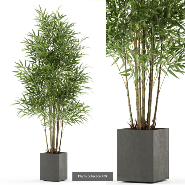 Plants collection vol 06