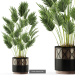 Plants collection vol 06