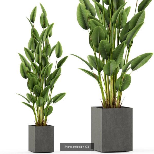 Plants collection vol 06