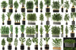 Plants collection vol 06