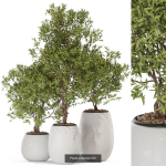 Plants collection vol 09