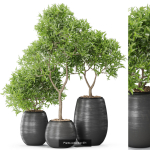 Plants collection vol 09