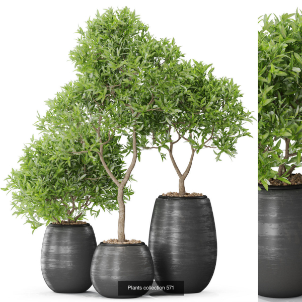 Plants collection vol 09