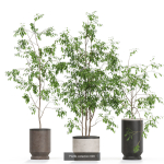 Plants collection vol 11