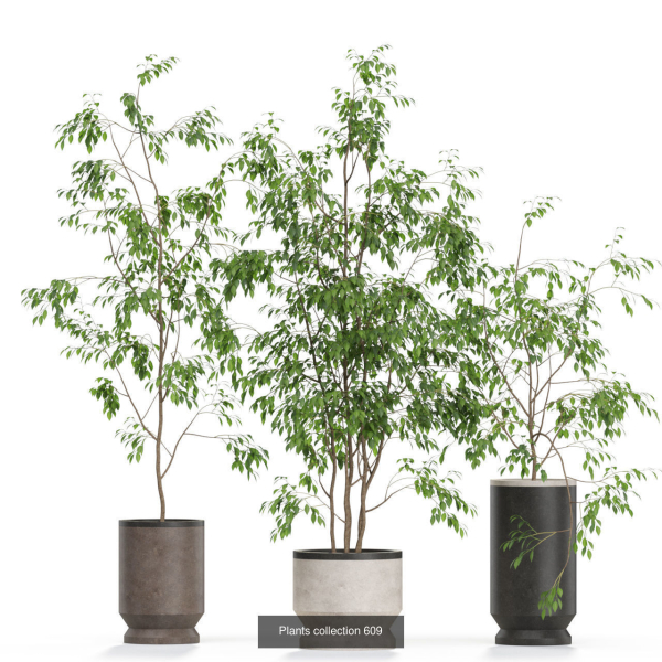 Plants collection vol 11
