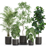Plants collection vol 11