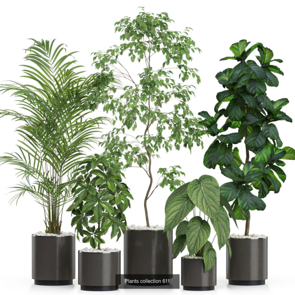 Plants collection vol 11
